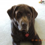 Bark At Your Own Stuff Bark at the right things