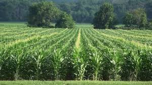 sowing and reaping
