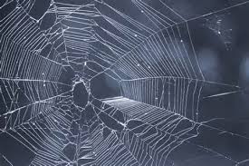 spider web
