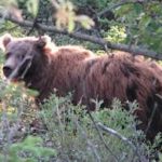 Tunnels And Trust bear