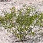 Creosote 2